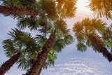 30 CALIFORNIA FAN PALM Tree Petticoat Arizona Desert Washingtonia Filifera Seeds