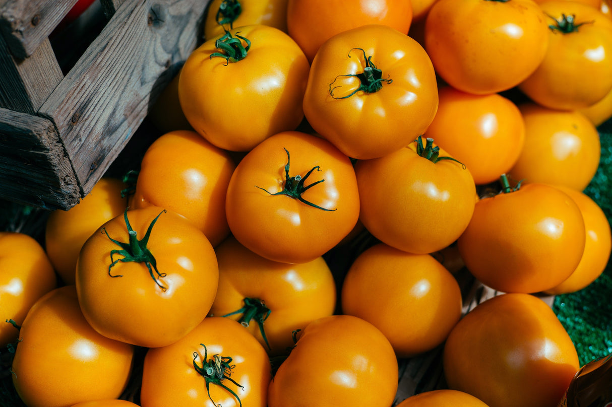 150 GOLDEN JUBILEE TOMATO Yellow Lycopersicon Lycopersicum Fruit Vegetable Seeds