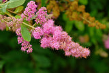 50 ROSE DOUGLAS SPIREA Pink Hardhack Steeple Bush Spiraea Douglasii Flower Shrub Seeds