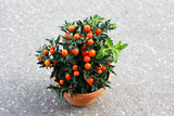 25 JERUSALEM CHERRY Madeira Winter Solanum Pseudocapsicum Flower Seeds