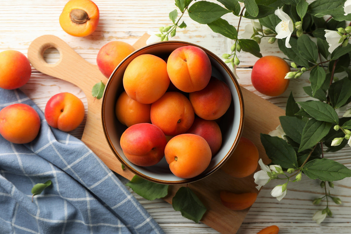 5 MANCHURIAN APRICOT Fruit Tree Flowering Prunus Mandshurica Seeds