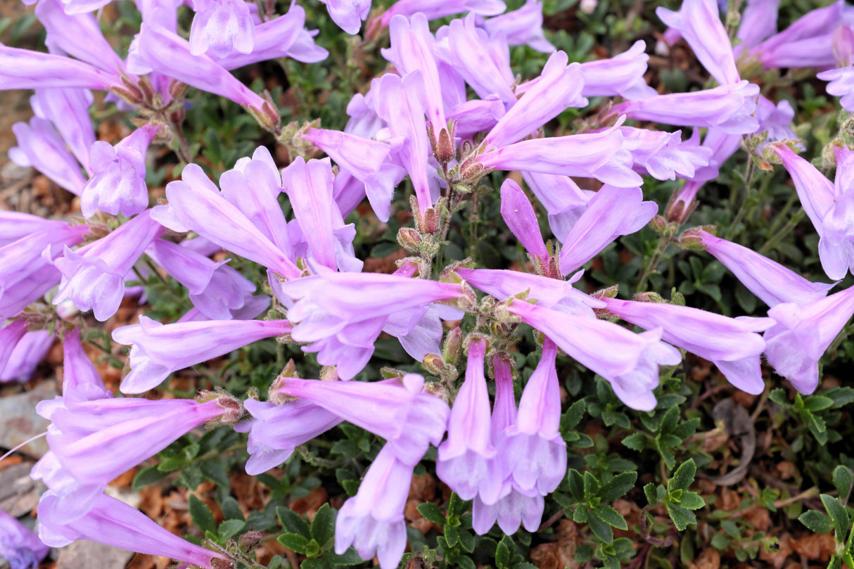 50 ALPINE PENSTEMON Davidsonii Davidson's Beardtongue Purple Flower Seeds