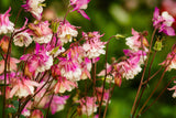 50 ROSE STAR COLUMBINE Aquilegia Caerulea Bicolor Rose Pink & White Flower Seeds