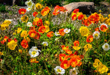 2500 ICELAND POPPY MIX Papaver Nudicaule Mixed Colors Flower Seeds