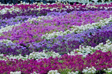 500 Sweet ALYSSUM PASTEL CARPET Mix Lobularia Maritima Flower Seeds
