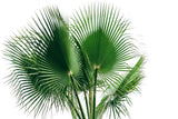30 CALIFORNIA FAN PALM Tree Petticoat Arizona Desert Washingtonia Filifera Seeds