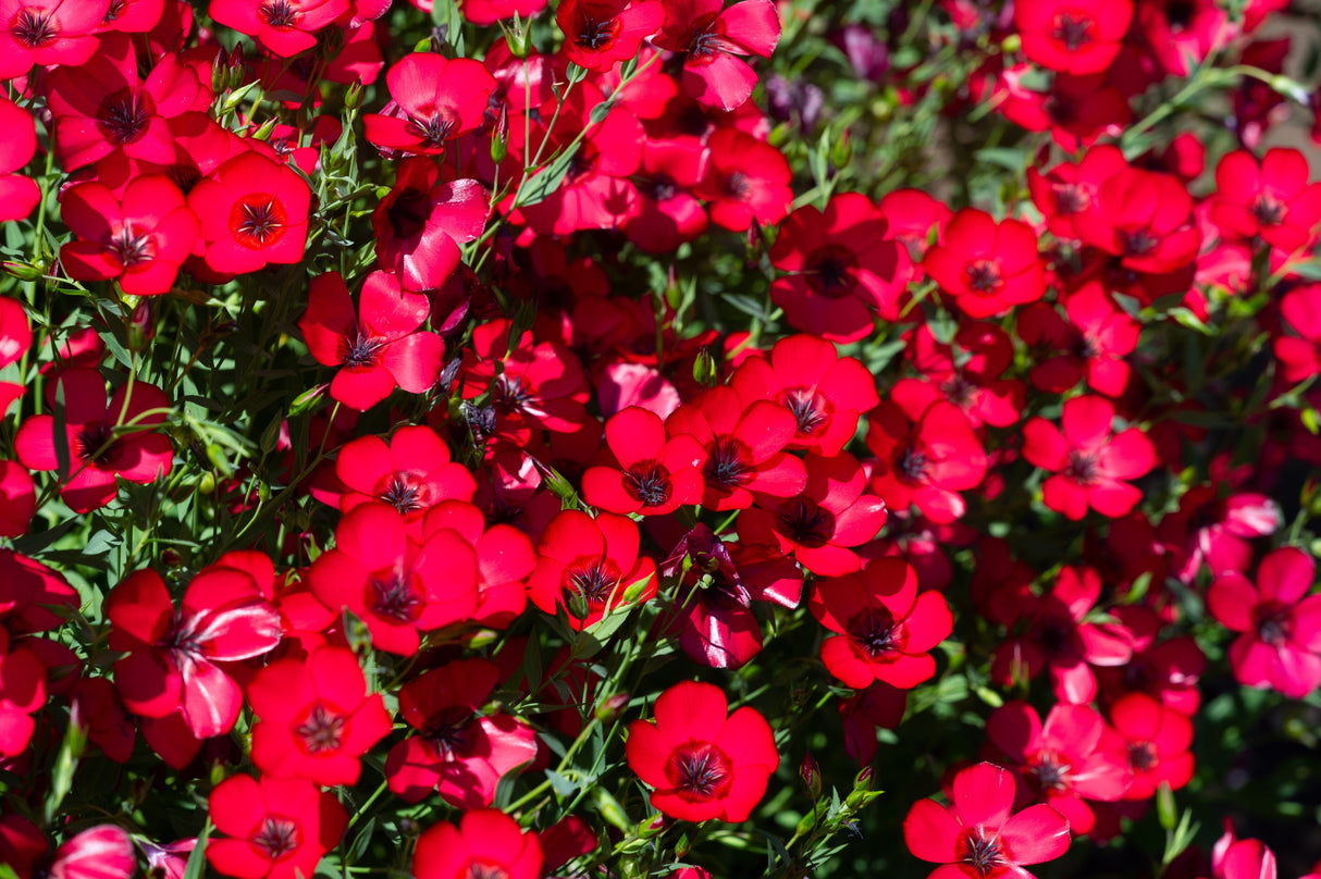 500 Red SCARLET FLAX Linum Grandiflorum Rubrum Flower Seeds