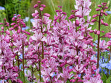 10 RED GAS PLANT Fragrant Fire Plant Dictamnus Albus Ruber Flower Seeds