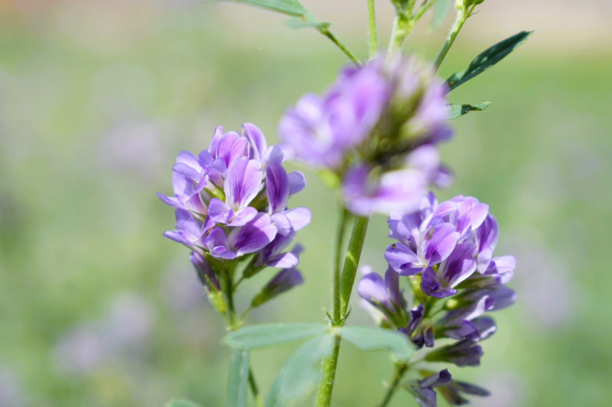 100 CIMARRON ALFALFA Medicago Sativa Ground Cover Forage Purple Flower Seeds