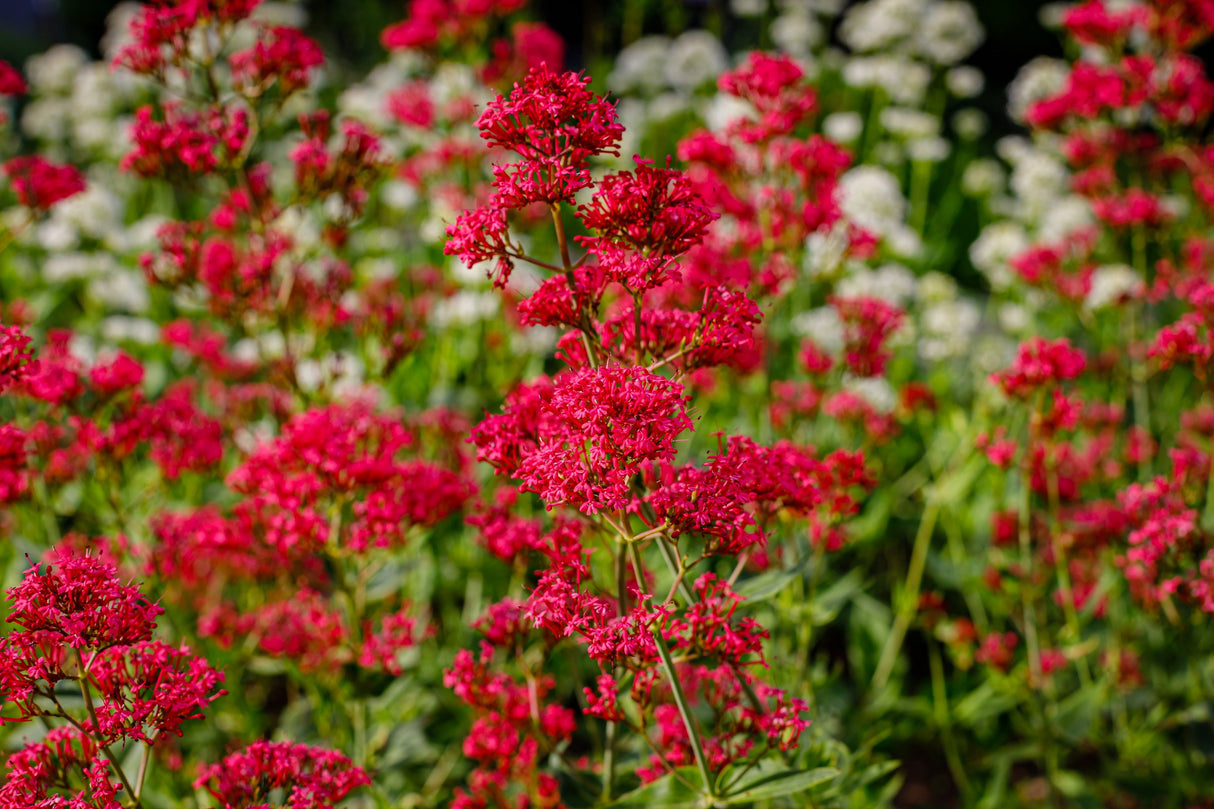 50 RED JUPITER'S BEARD Valerian Keys of Heaven Centranthus Ruber Flower Seeds