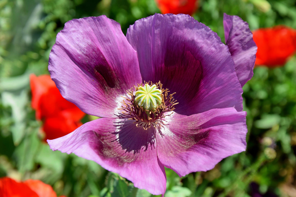 400 PERSIAN BLUE POPPY Papaver Somniferum Flower Seeds