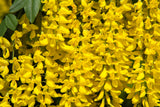 10 GOLDEN CHAIN TREE Goldenchain Laburnum Anagyroides Yellow Flower Seeds