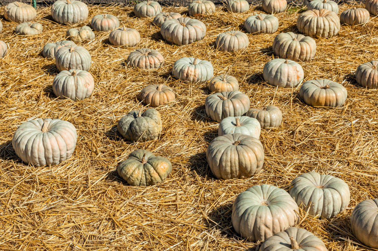 15 JARRAHDALE GREEN PUMPKIN Jarradale Blue Grey Cucurbita Maxima Vegetable Seeds
