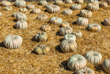 15 JARRAHDALE GREEN PUMPKIN Jarradale Blue Grey Cucurbita Maxima Vegetable Seeds