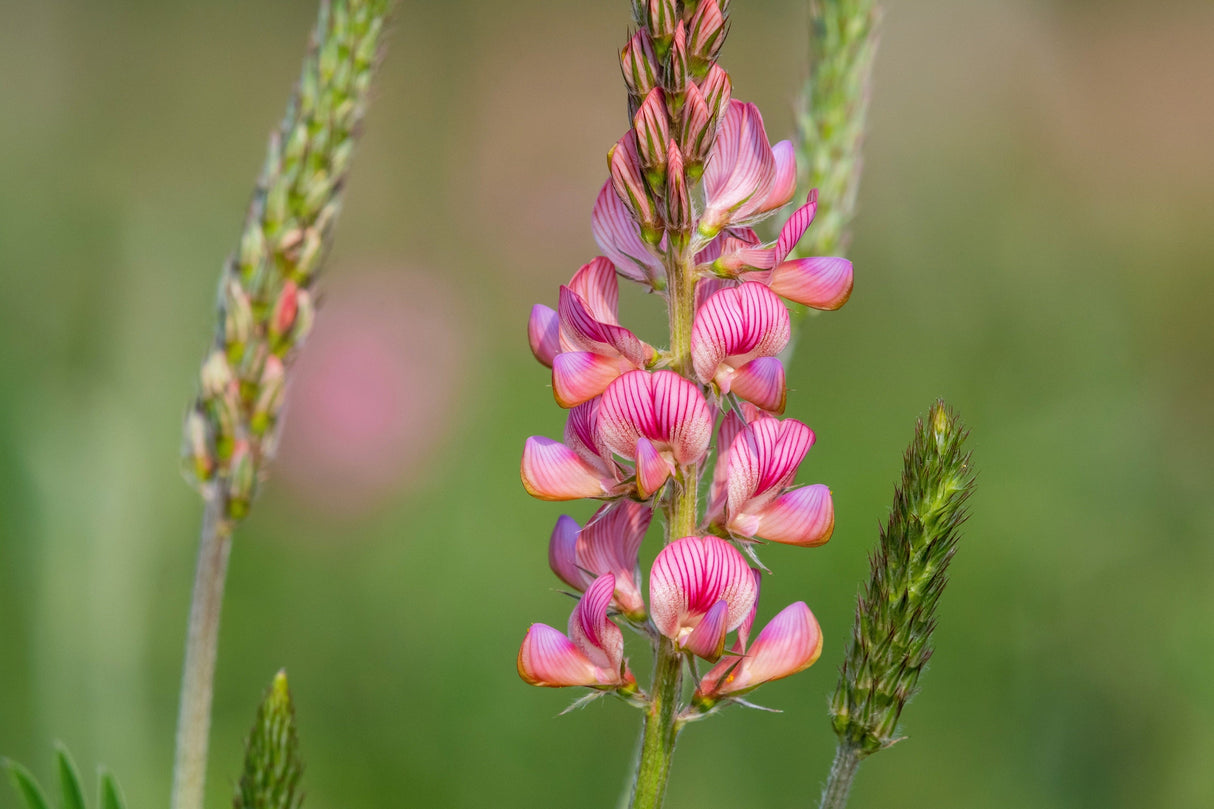 50 PINK SAINFOIN Common Onobrychis Viciifolia Holy Clover Legume Ground Cover Forage Flower Seeds