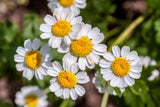 300 FEVERFEW Tanacetum Parthenium Herb Flower Seeds