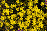 500 Organic GOLDEN FLAX Yellow Linseed Common Linum Flavum Flower Seeds