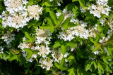 20 AMERICAN HIGHBUSH CRANBERRY Viburnum Trilobum Red Fruit White Flower Shrub Seeds