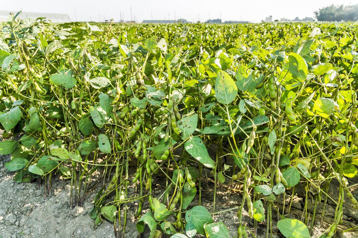 50 BLACK BEAN (Black Turtle Bush Bean) Phaseolus Vulgaris Vegetable Seeds