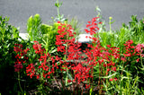 100 HEUCHERA FIREFLY Coral Bells Heuchera Sanguinea Red Flower Shade Seeds