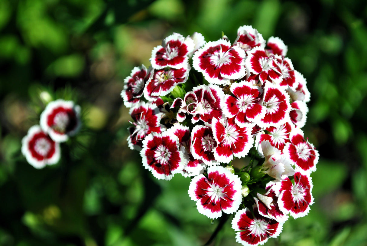 50 HOLBORN GLORY DIANTHUS Barbatus Red & White Sweet William Flower Seeds