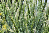 200 WHITE MIGNONETTE Reseda Alba Very FRAGRANT Flower Seeds