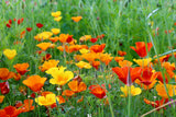 1000 MIXED Colors CALIFORNIA POPPY (Ballerina / Mission Bells) Eschscholzia Californica Flower Seeds