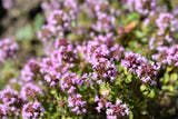 10,000 BULK LEMON THYME Thymus Pulegioides Herb Purple Flower Fragrant Evergreen Seeds