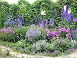 100 ROCKET LARKSPUR DELPHINIUM Consolida Giant Imperial Mixed Colors Flower Seeds