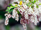 20 BEARBERRY Arctostaphylos Uva-Ursi Kinnikinnick Pinemat Manzanita Flower Seeds