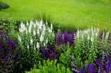 50 Mixed Colors VERONICA SIGHTSEEING MIXTURE (Spike Speedwell) Veronica Spicata Flower Seeds
