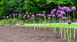 25 GIANT ALLIUM Allium Giganteum Purple Globe Flower Seeds