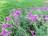 500 Purple HARDY MOSS VERBENA Tenuisecta Fragrant Flower Seeds