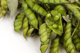 30 PIGEON PEA Dhal Gungo Puerto Rico Bean Cajanus Cajan Vegetable Seeds