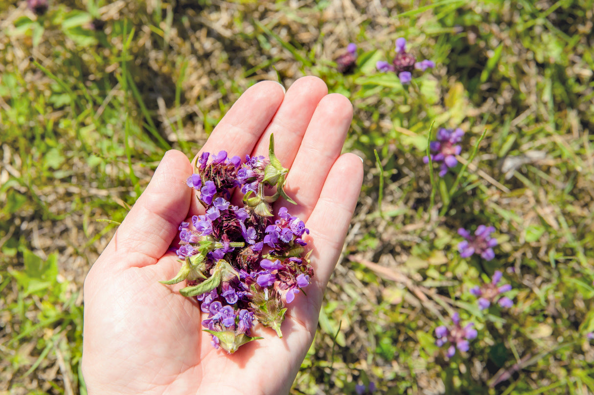 100 HEAL ALL Self Heal Prunella Vulgaris Purple Herb Flower Seeds