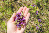 100 HEAL ALL Self Heal Prunella Vulgaris Purple Herb Flower Seeds