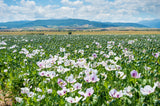 350 TASMANIAN Purple & White POPPY Papaver Somniferum Flower Seeds