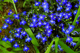 200 Electric Blue & White HALF MOON LOBELIA Erinus Flower Seeds