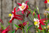 25 CRIMSON STAR COLUMBINE Red & White McKana's Giant Aquilegia Flower Seeds