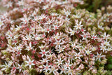 150 MIXED SEDUM Stonecrop Succulent Groundcover Red White Yellow Pink Purple Flower Seeds