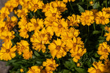 1000 YELLOW SAND COREOPSIS Lanceolata Lanceleaf Tickseed Flower Seeds