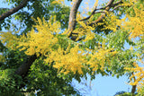 10 GOLDEN RAIN TREE Goldenrain Koelreuteria Paniculata Yellow Flower Seeds