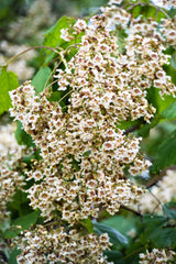 50 Flowering NORTHERN CATALPA Speciosa TREE Seeds (aka Western Catalpa or Catawba / Indian Cigar / Fish-Bait)