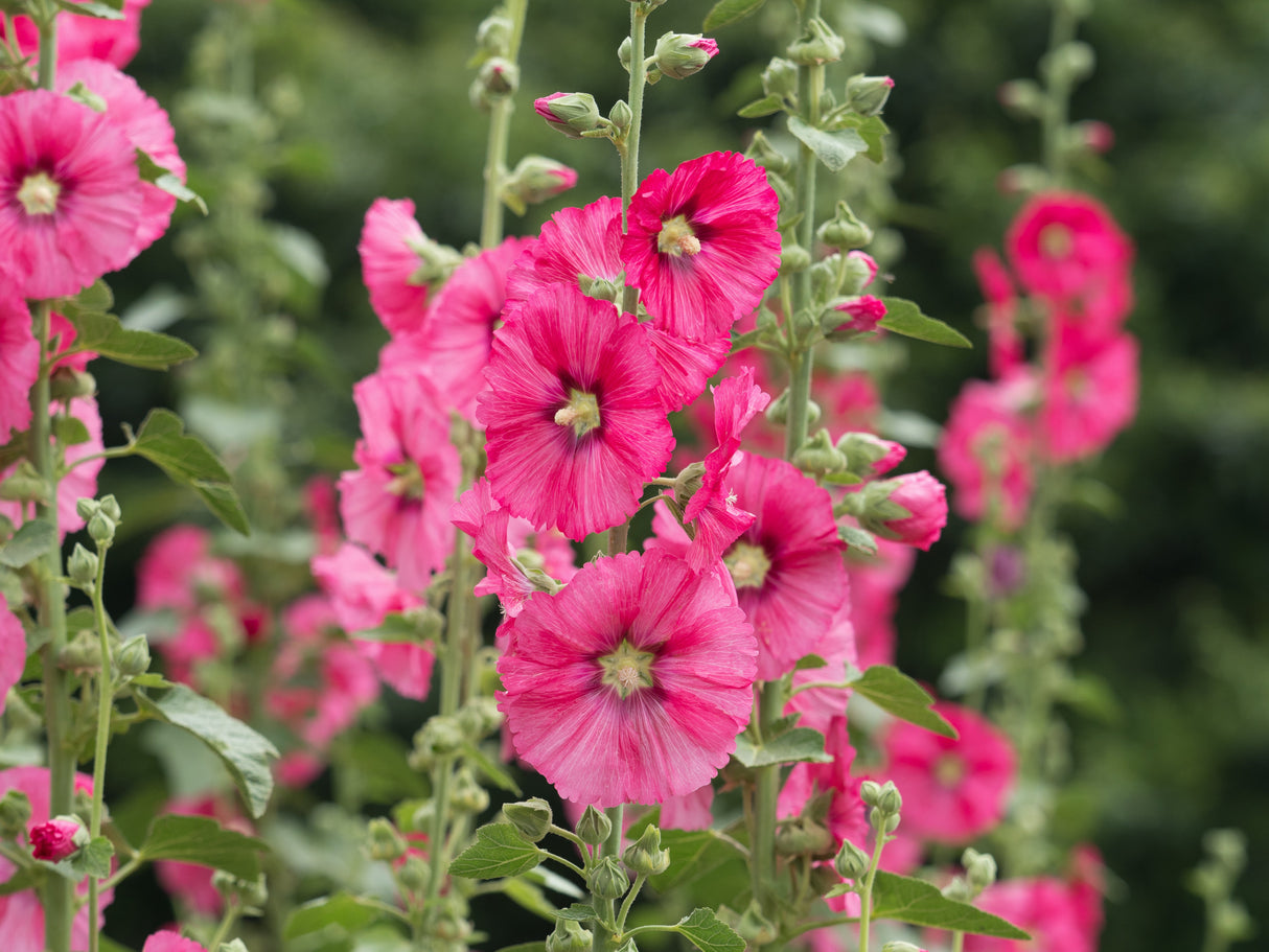 25 BRIGHT PINK HOLLYHOCK Alcea Rosea Flower Seeds Perennial