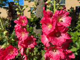 25 BRIGHT PINK HOLLYHOCK Alcea Rosea Flower Seeds Perennial