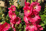 50 Mixed Colors HOLLYHOCK KING HENRY VIII Mix Alcea Rosea Flower Seeds