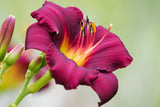 10 MIXED COLORS DAYLILY Hemerocallis Day Lily Fine Mix Red Purple Flower Seeds