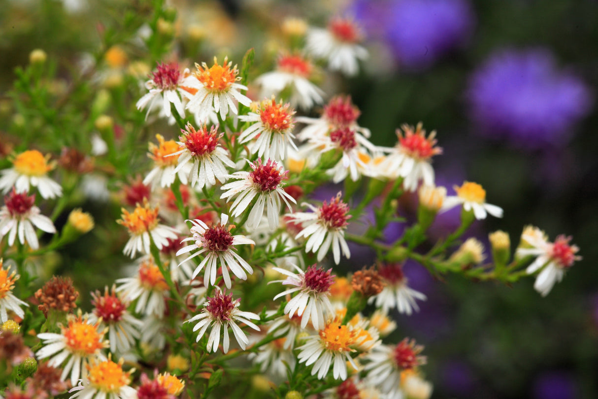 100 WHITE HEATH ASTER Prairie Ericoides Flower Seeds