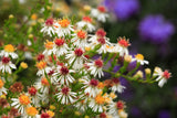 100 WHITE HEATH ASTER Prairie Ericoides Flower Seeds