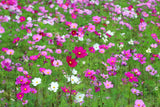 350 COSMOS SENSATION MIX Mixed Colors Cosmos Bipinnatus Flower Seeds
